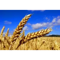 Семена пшеницы озимой "Нива Одесская"