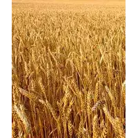 Семена пшеницы озимой "Мудрость Одесская"
